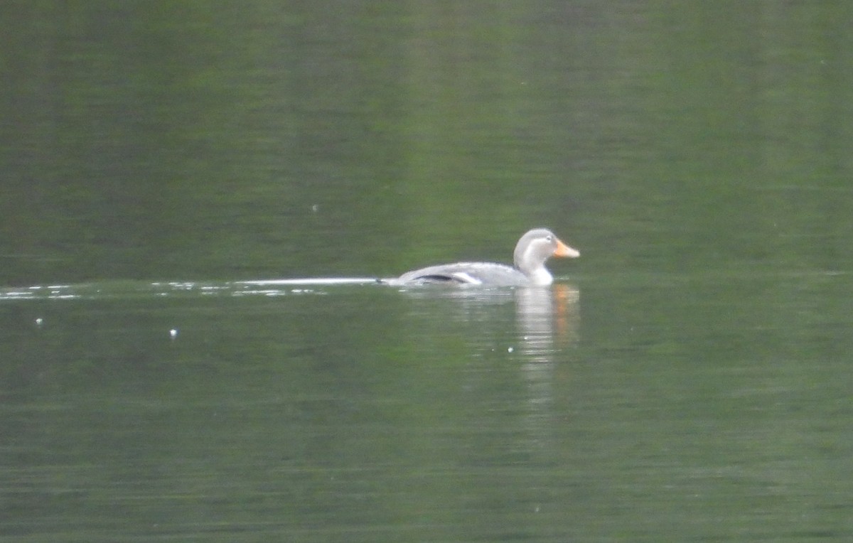 Flying Steamer-Duck - ML646317291