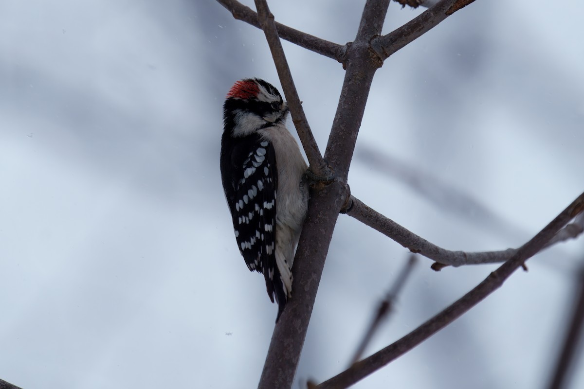 Downy Woodpecker - ML646317294