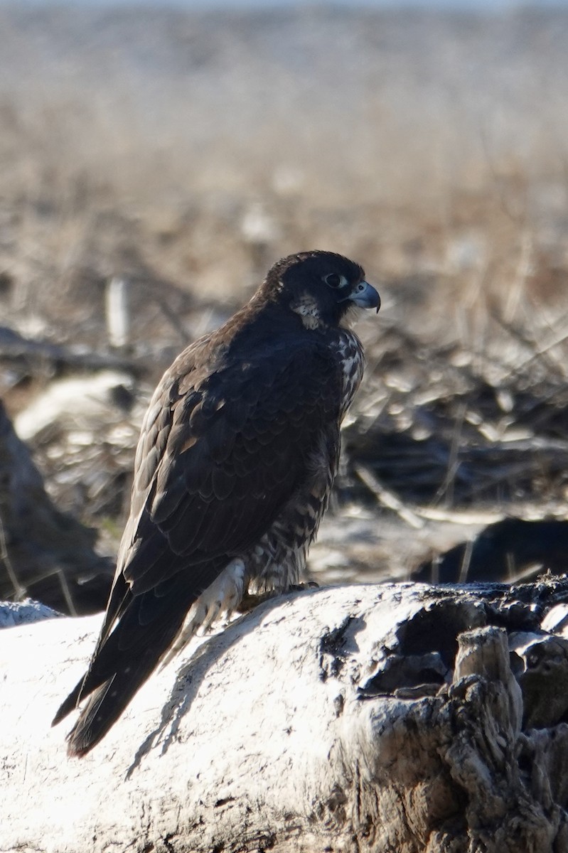 Peregrine Falcon - ML646317297