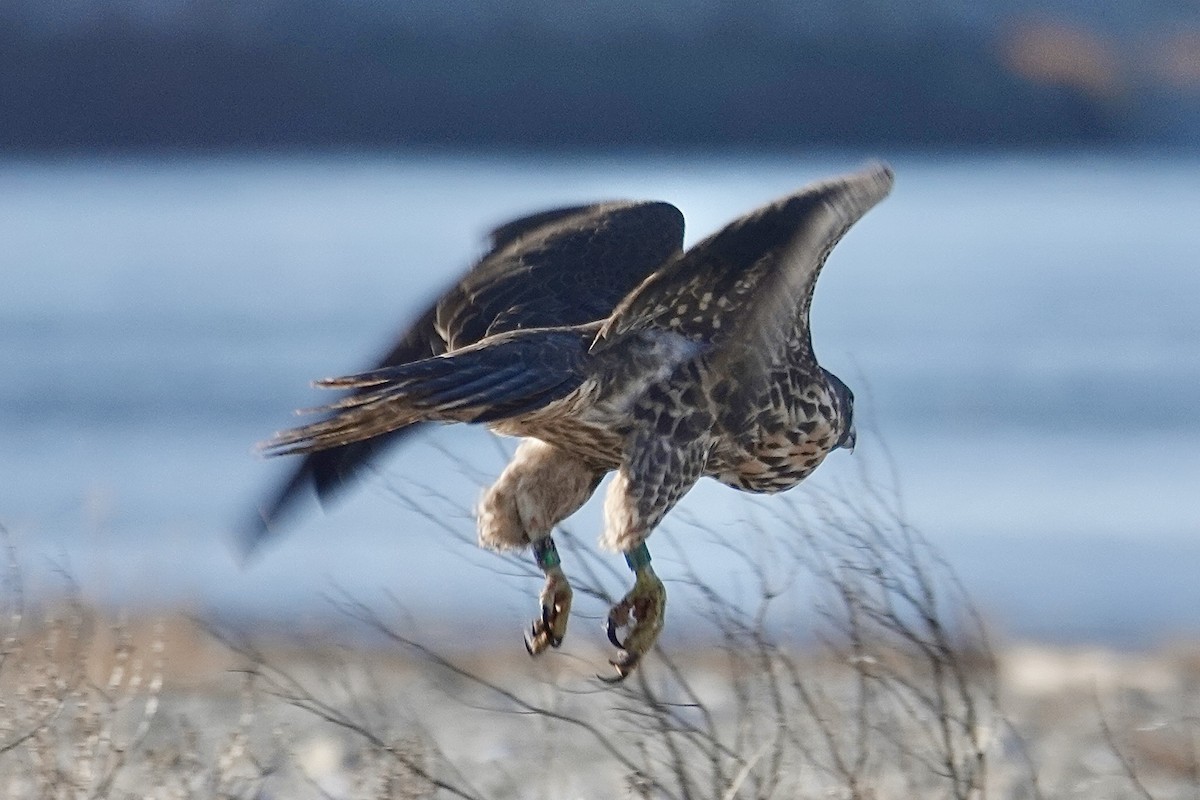 Peregrine Falcon - ML646317298