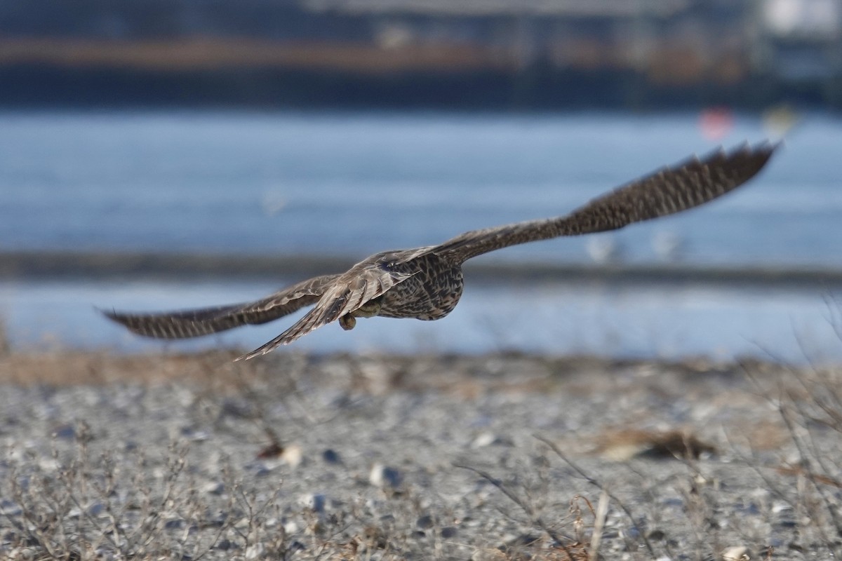 Peregrine Falcon - ML646317299