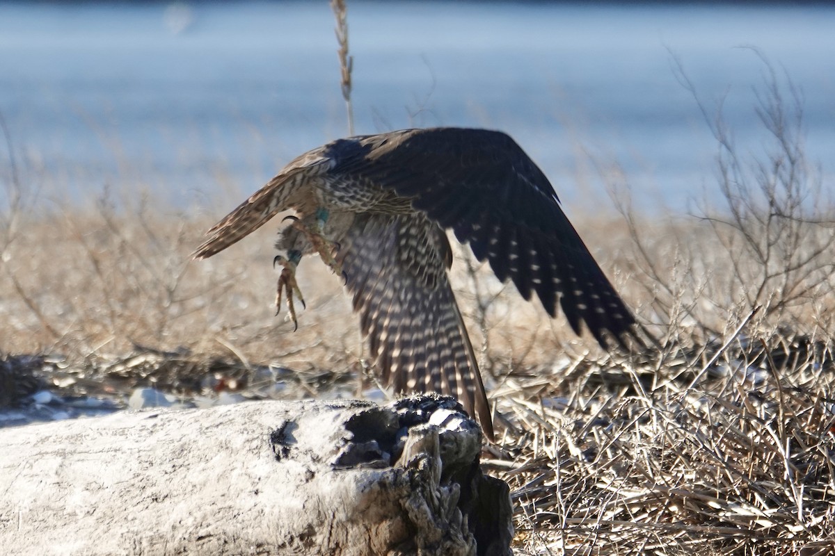 Peregrine Falcon - ML646317300