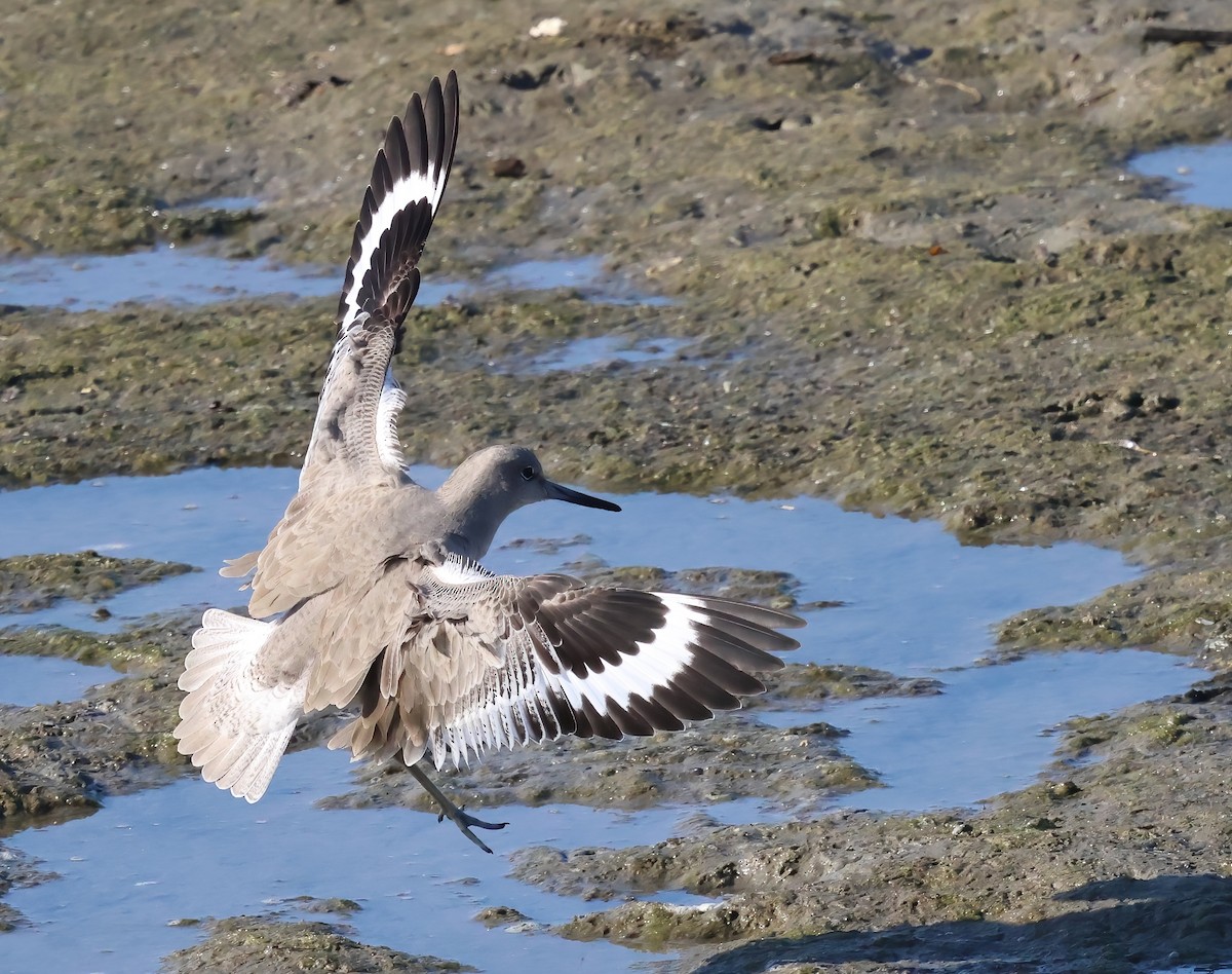 Willet - ML646317301