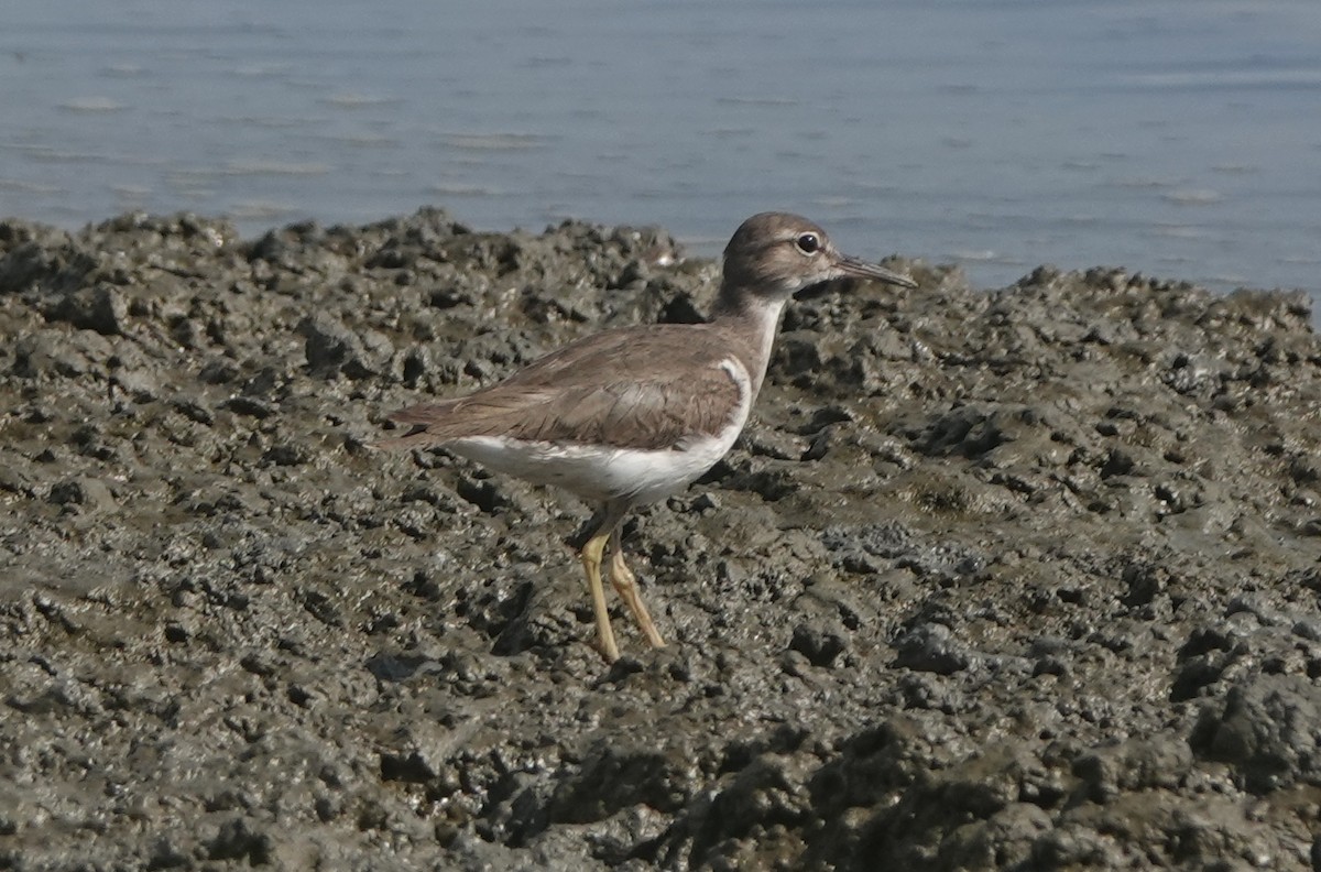 Spotted Sandpiper - ML646317302