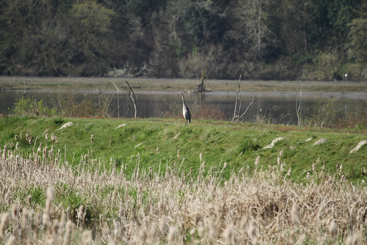 Great Blue Heron - ML646317303