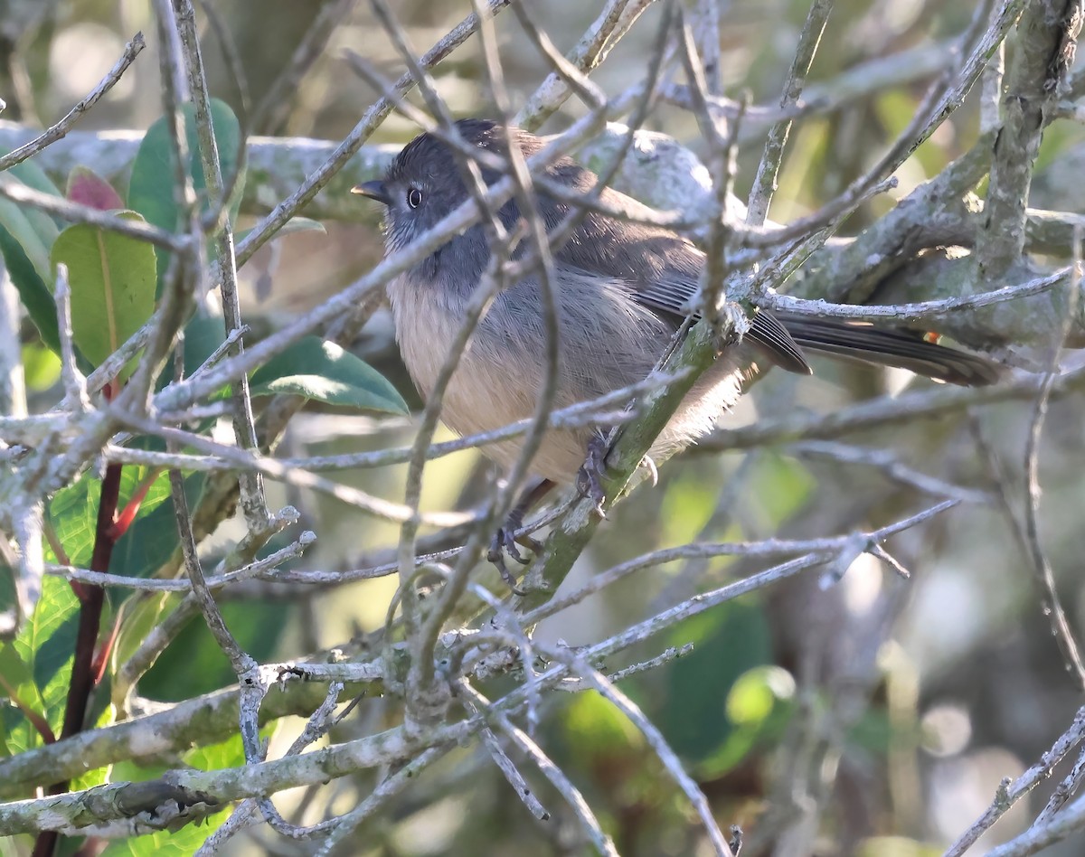 Wrentit - ML646317304