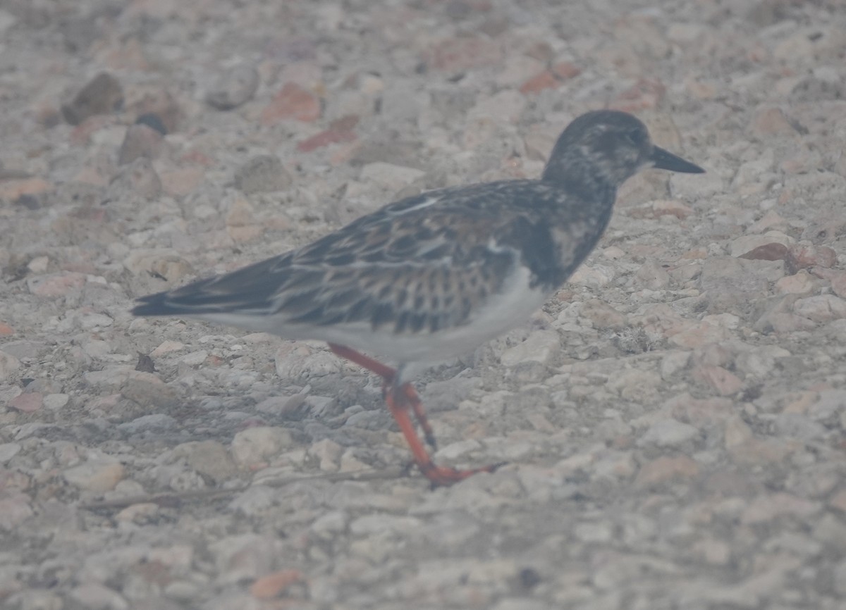 Ruddy Turnstone - ML646317305