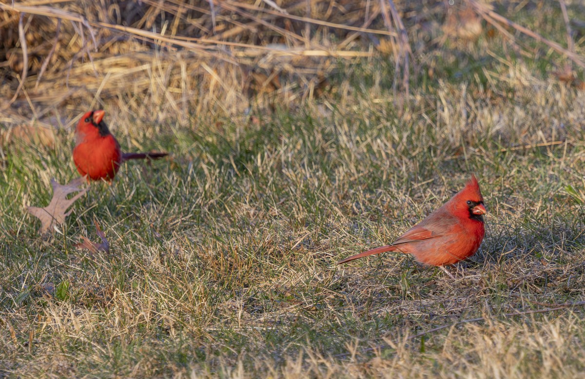 Northern Cardinal - ML646317306