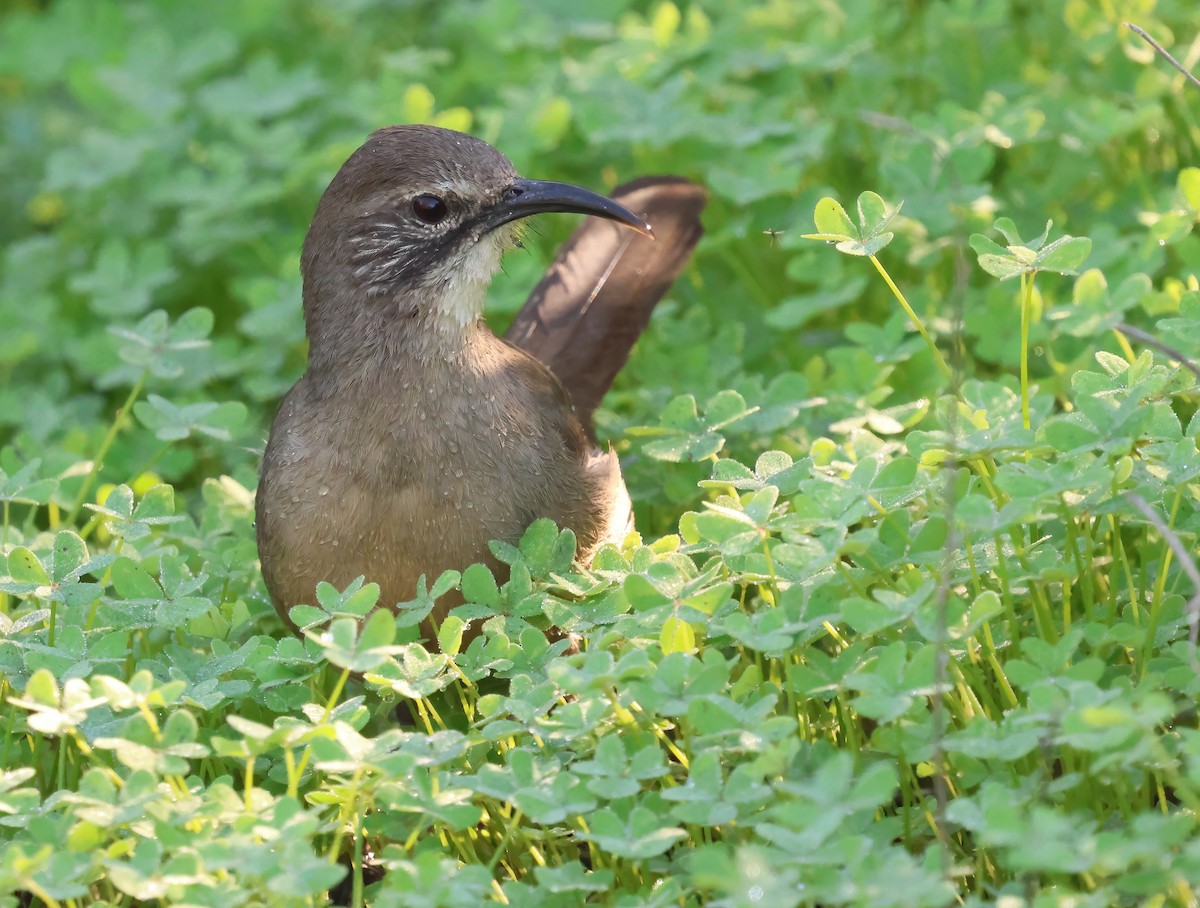 Cuitlacoche Californiano - ML646317313