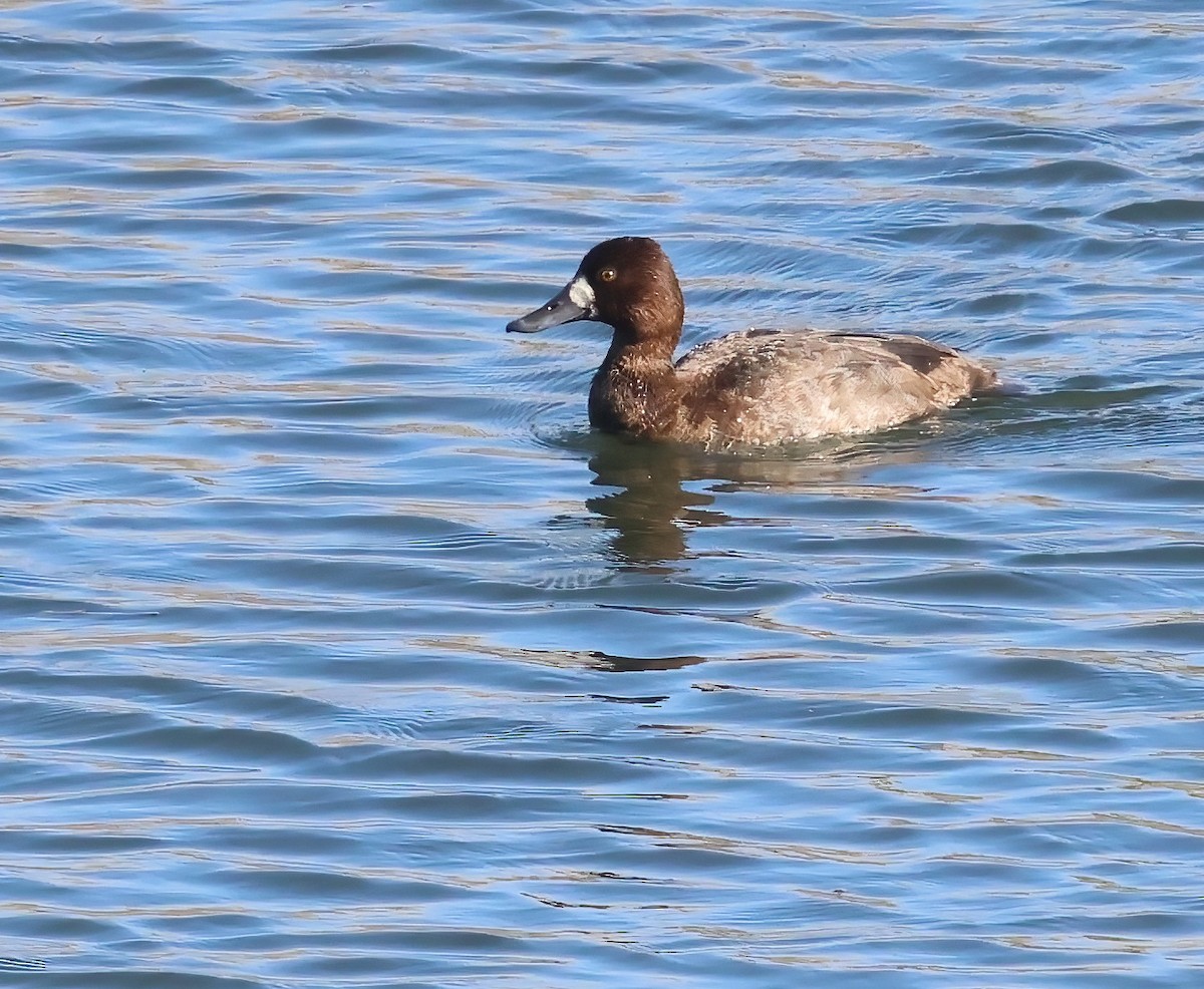 Porrón Bola - ML646317317