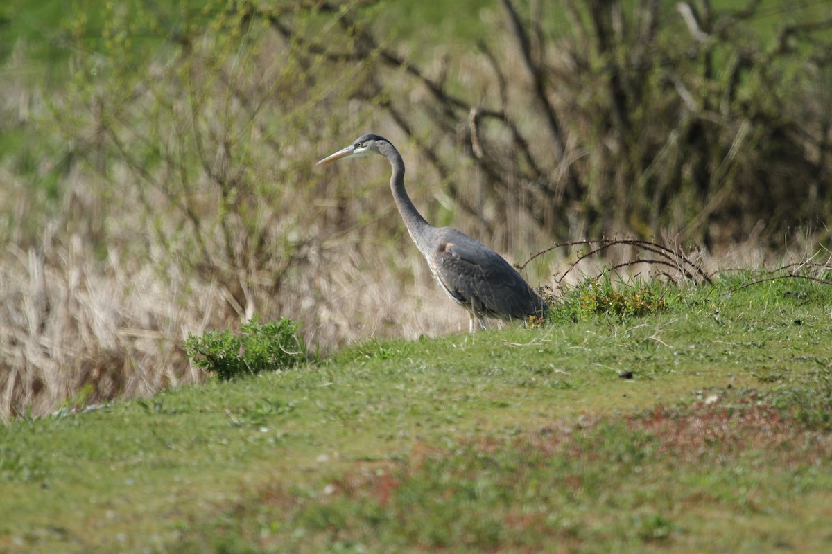 Great Blue Heron - ML646317320