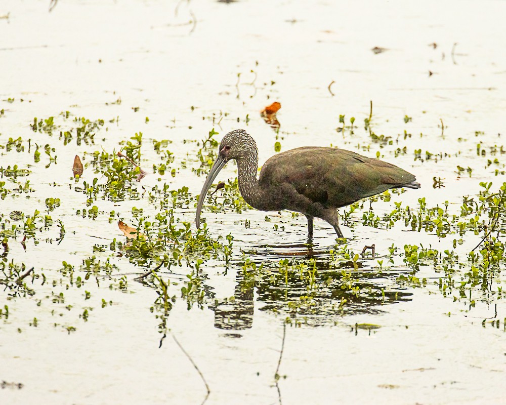 ibis americký - ML646317325