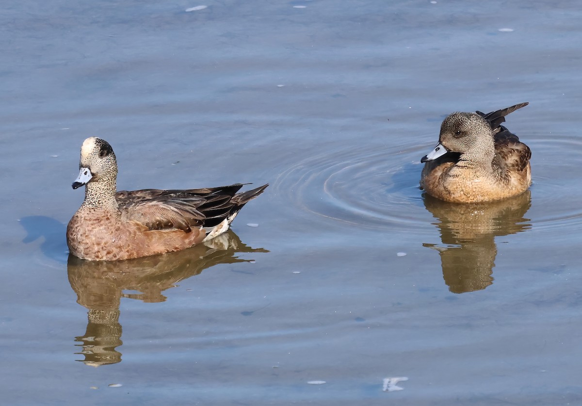 Silbón Americano - ML646317326