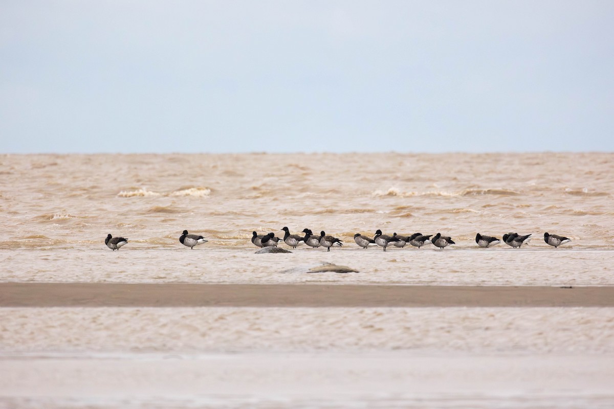 Brant (Pale-bellied) - ML646317330