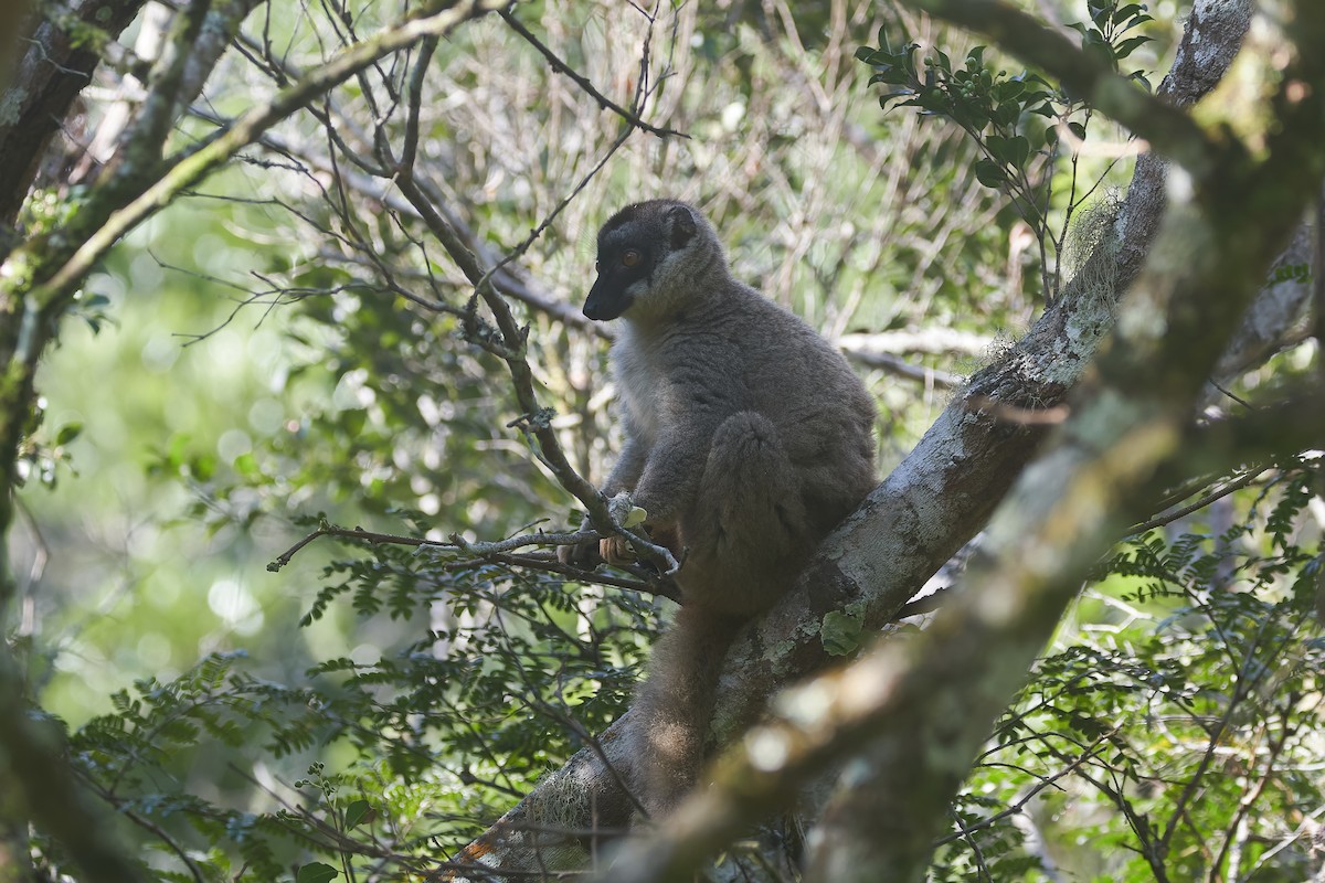 Common Brown Lemur - ML646317331
