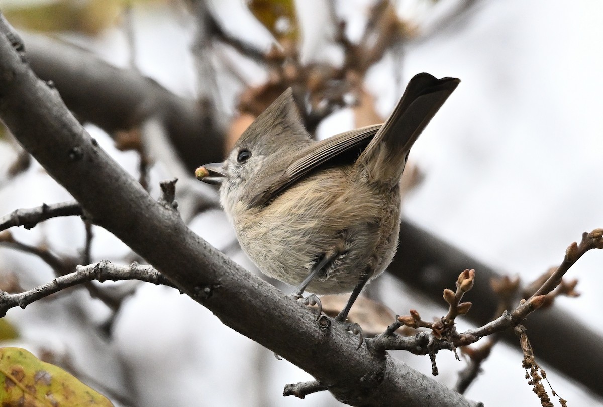 Herrerillo Unicolor - ML646317333