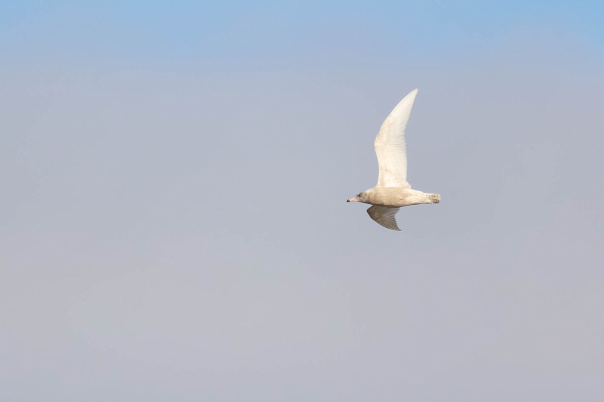 Glaucous Gull - ML646317334
