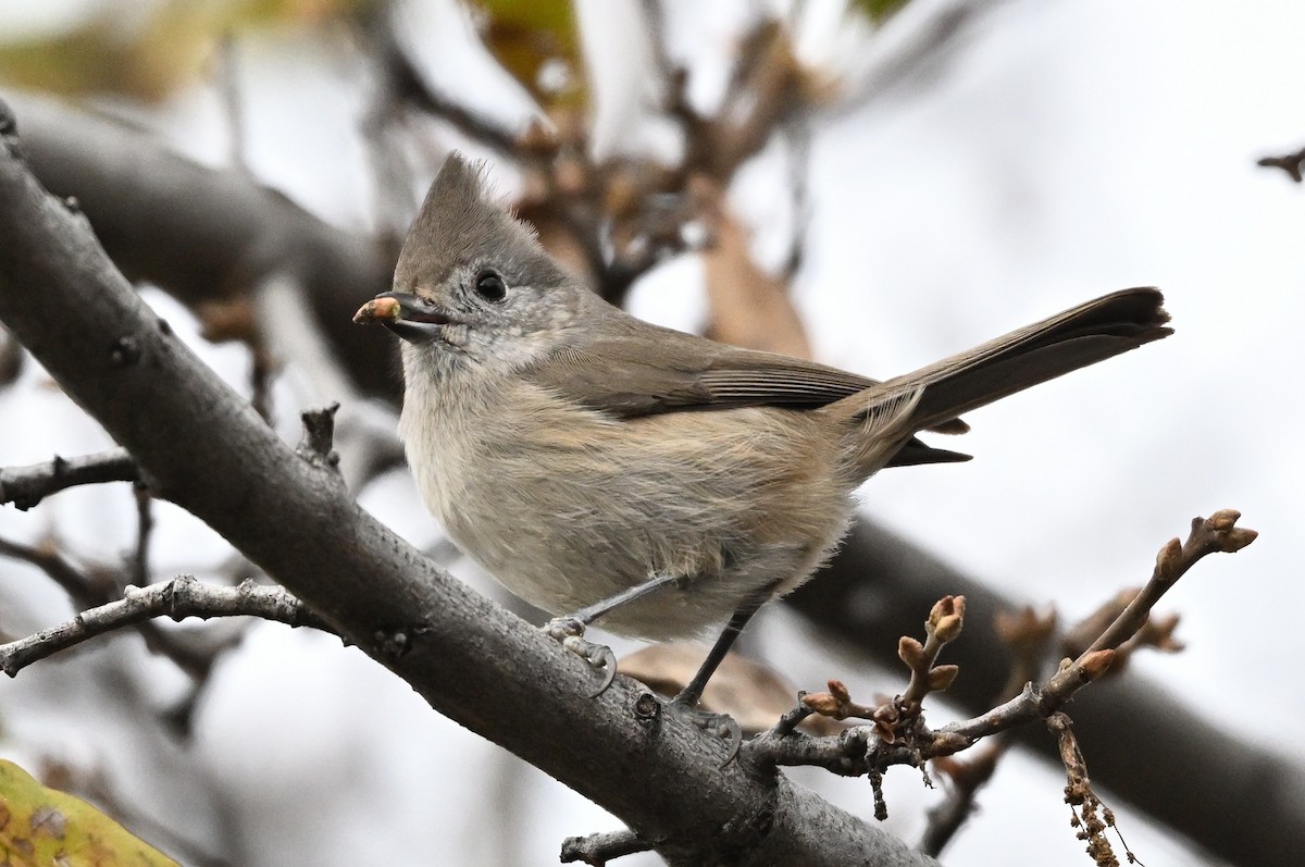 Herrerillo Unicolor - ML646317336