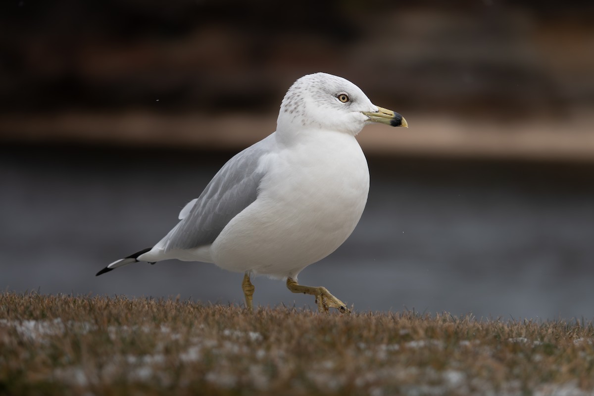 Ring-billed Gull - ML646317337