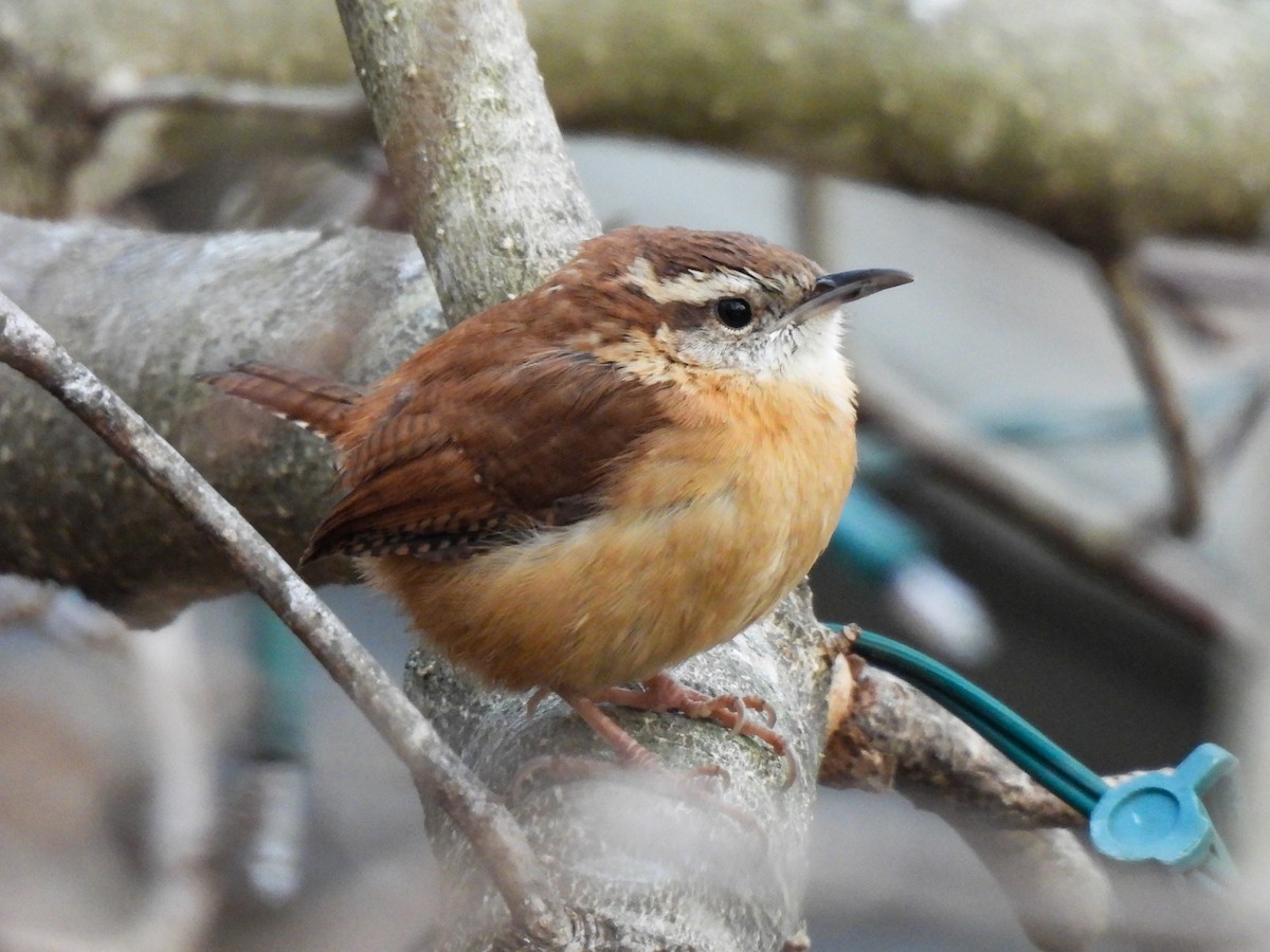 Carolina Wren - ML646317339