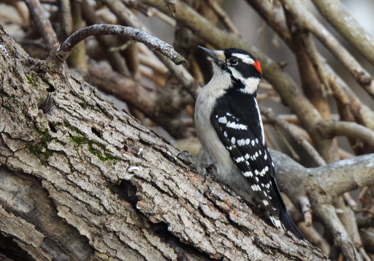 Downy Woodpecker - ML646317343