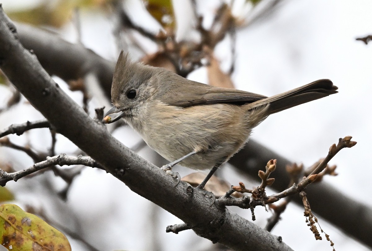 Herrerillo Unicolor - ML646317344