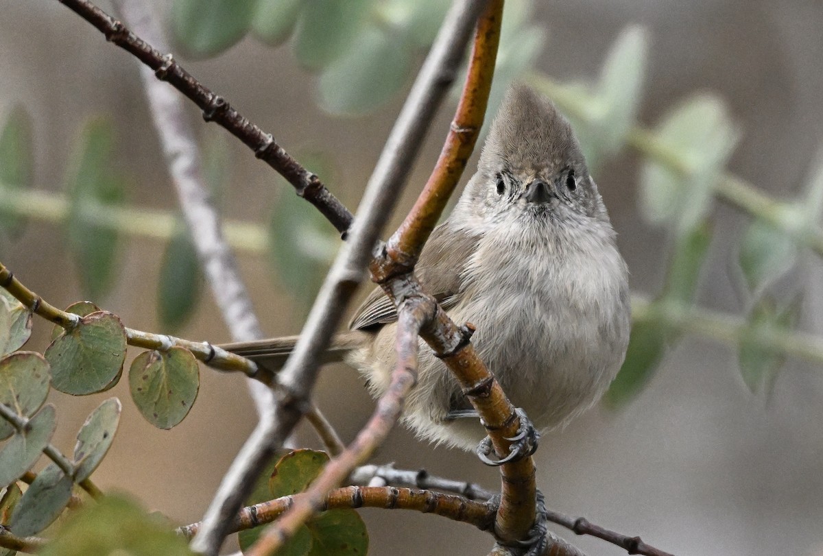 Herrerillo Unicolor - ML646317346