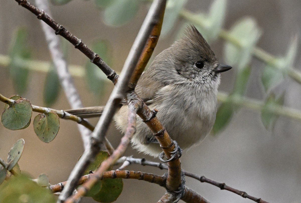 Herrerillo Unicolor - ML646317348