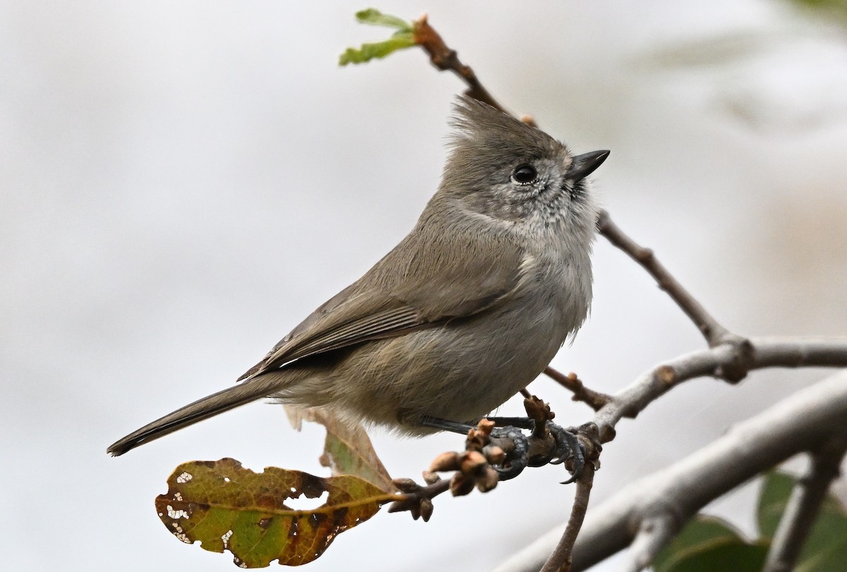 Herrerillo Unicolor - ML646317349