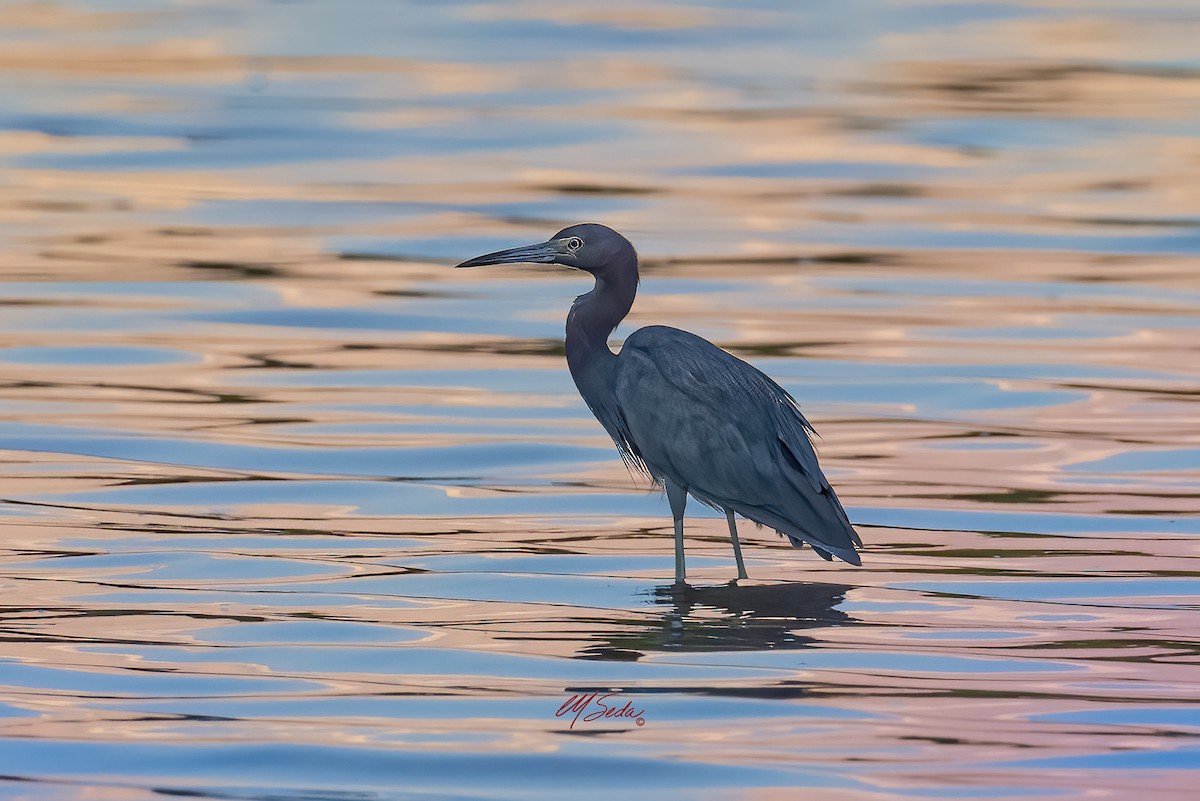 Little Blue Heron - ML646317354