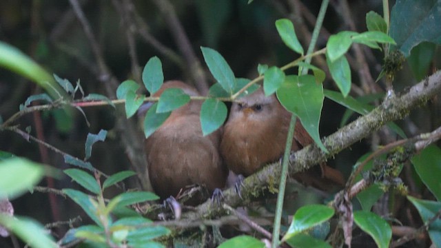Peru Çıtkuşu - ML646317355