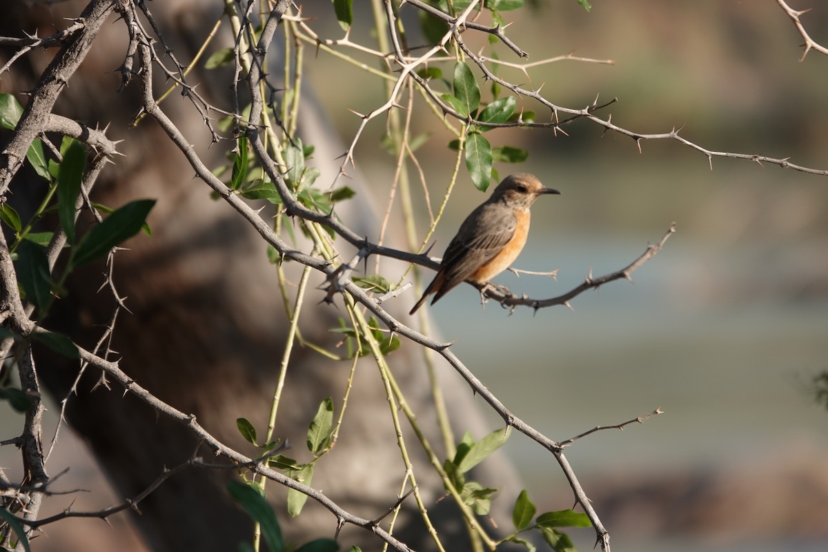 Short-toed Rock-Thrush - ML646317358