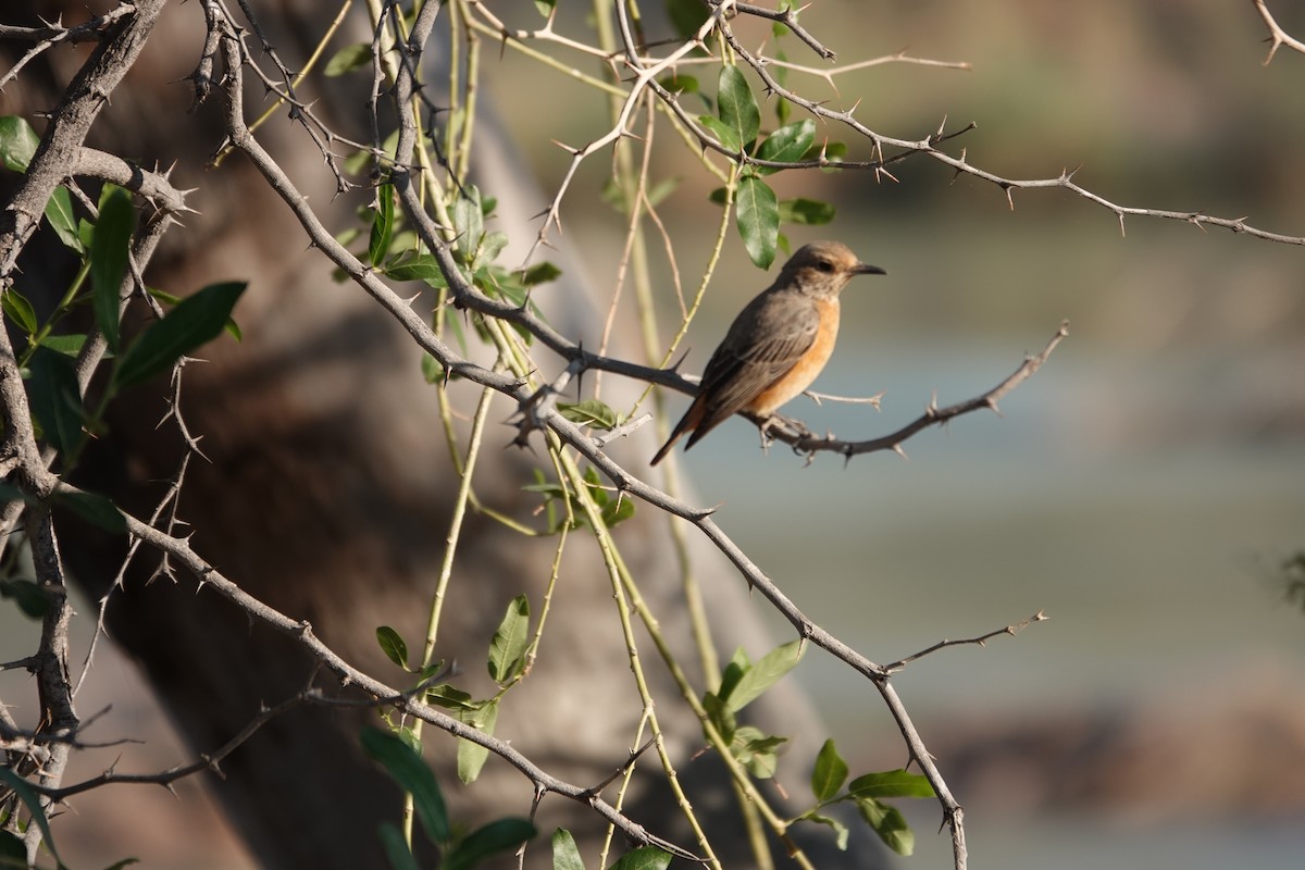 Short-toed Rock-Thrush - ML646317359