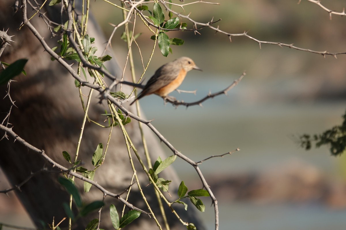 Short-toed Rock-Thrush - ML646317361