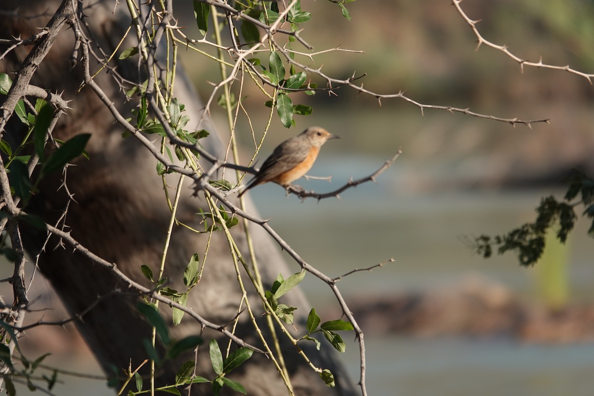 Short-toed Rock-Thrush - ML646317362