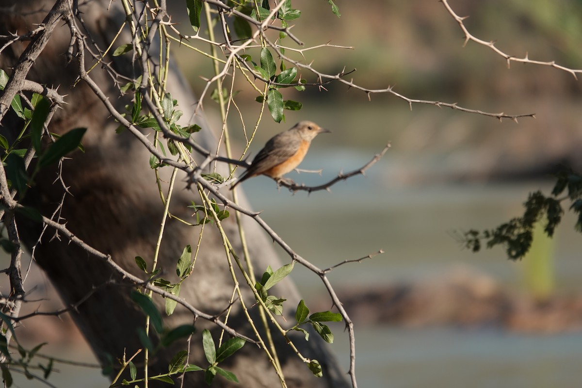 Short-toed Rock-Thrush - ML646317363