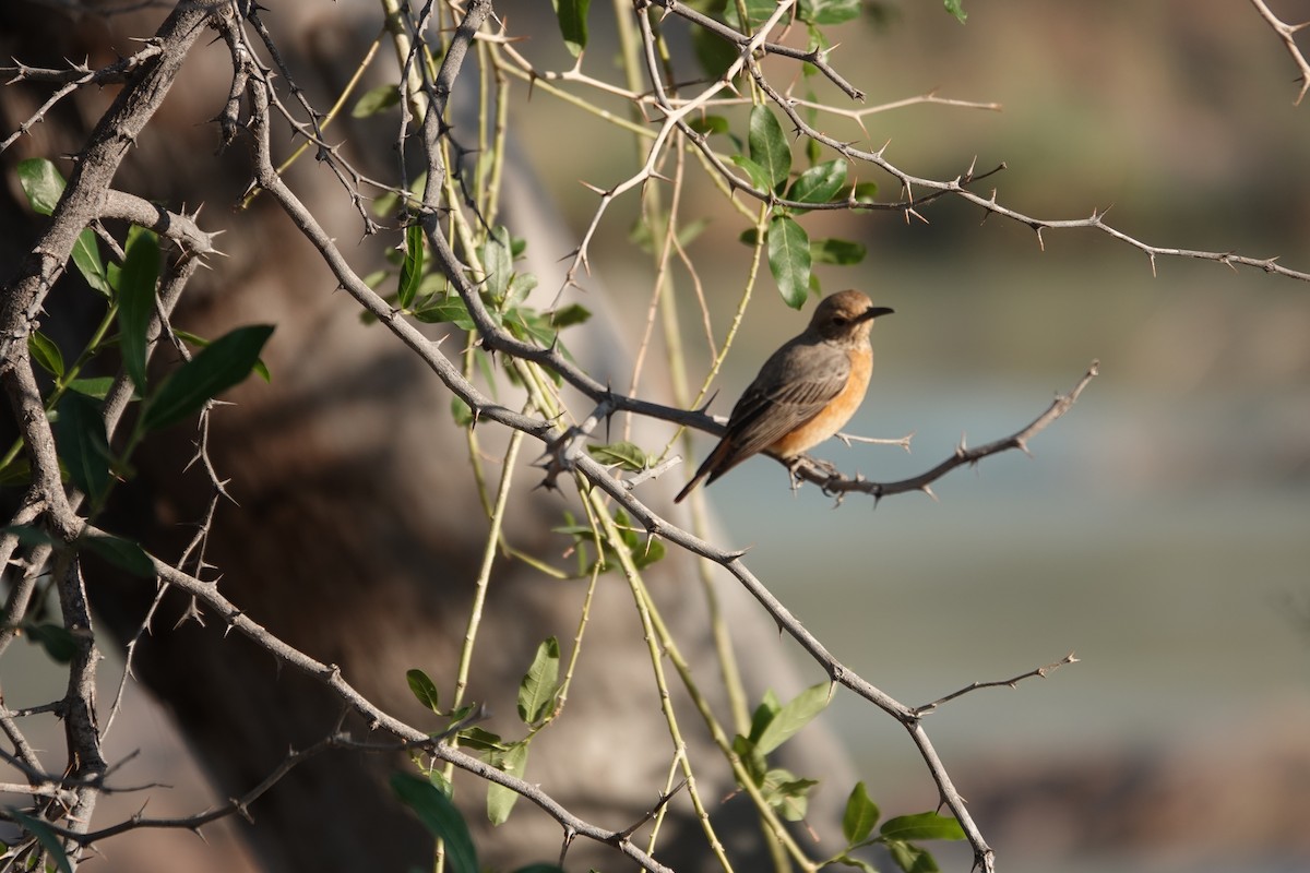 Short-toed Rock-Thrush - ML646317364