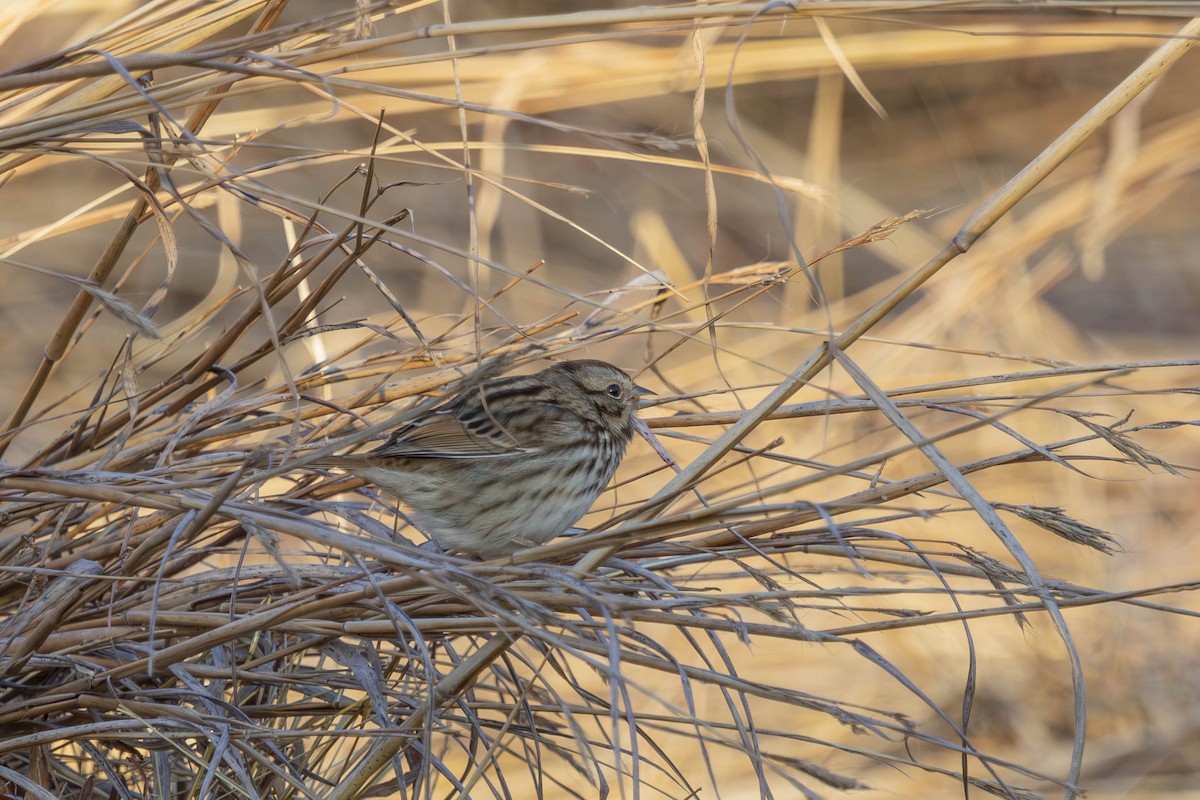 Song Sparrow - ML646317365