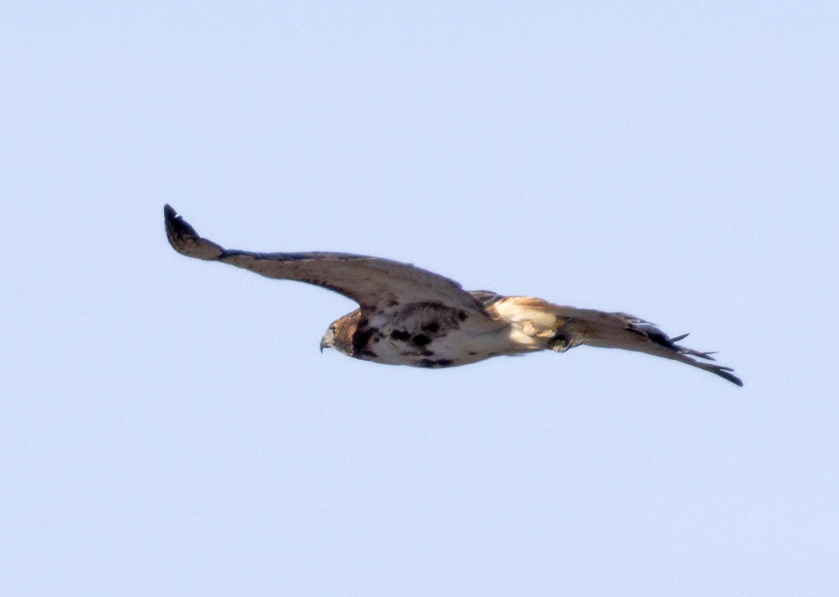 Red-tailed Hawk (borealis) - ML646317366