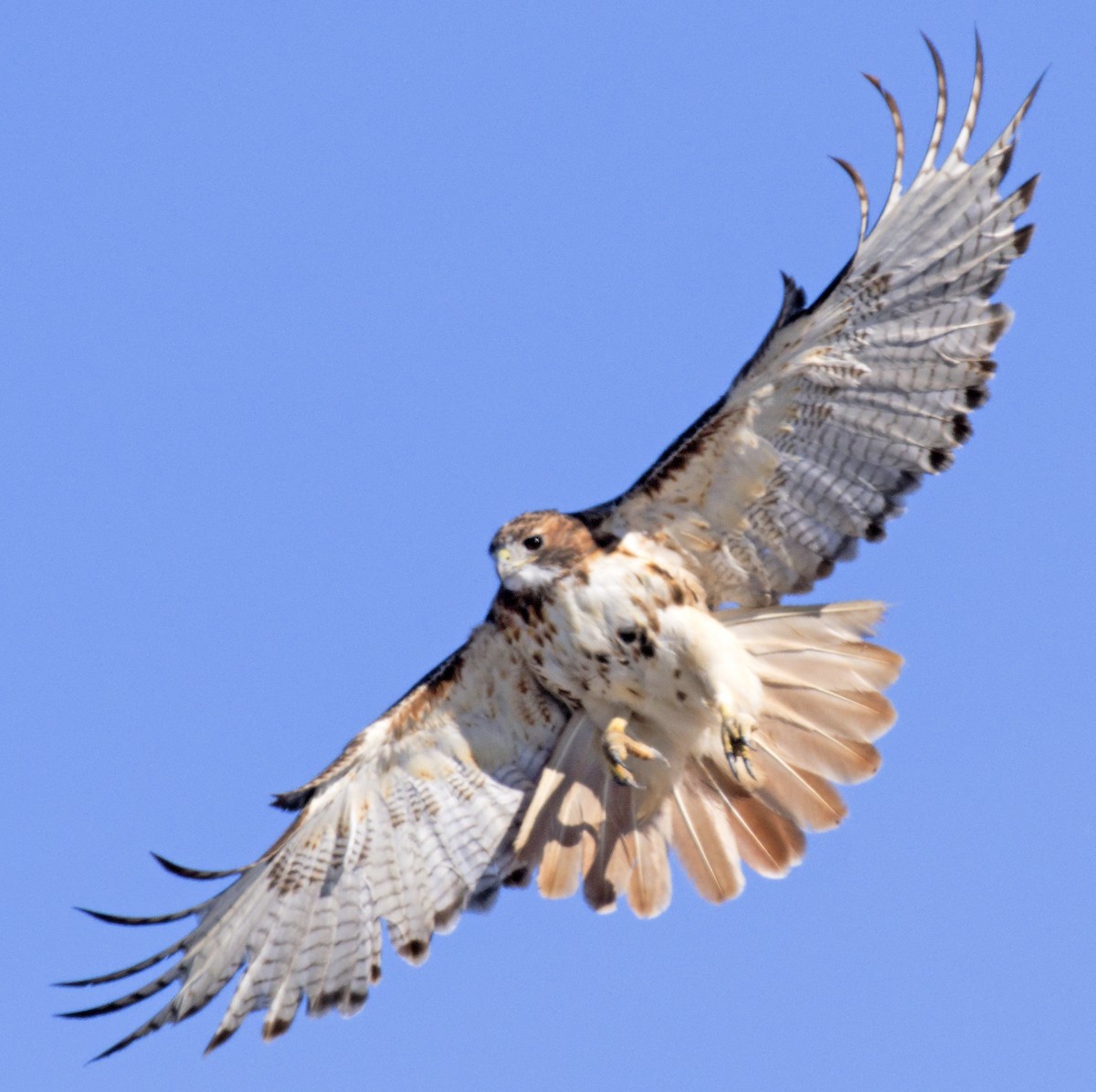 Red-tailed Hawk (borealis) - ML646317367