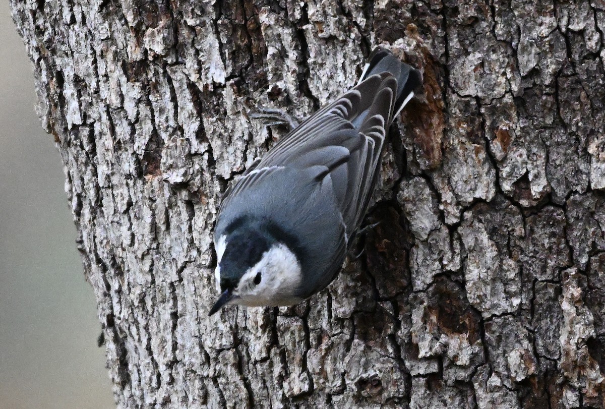 White-breasted Nuthatch - ML646317368