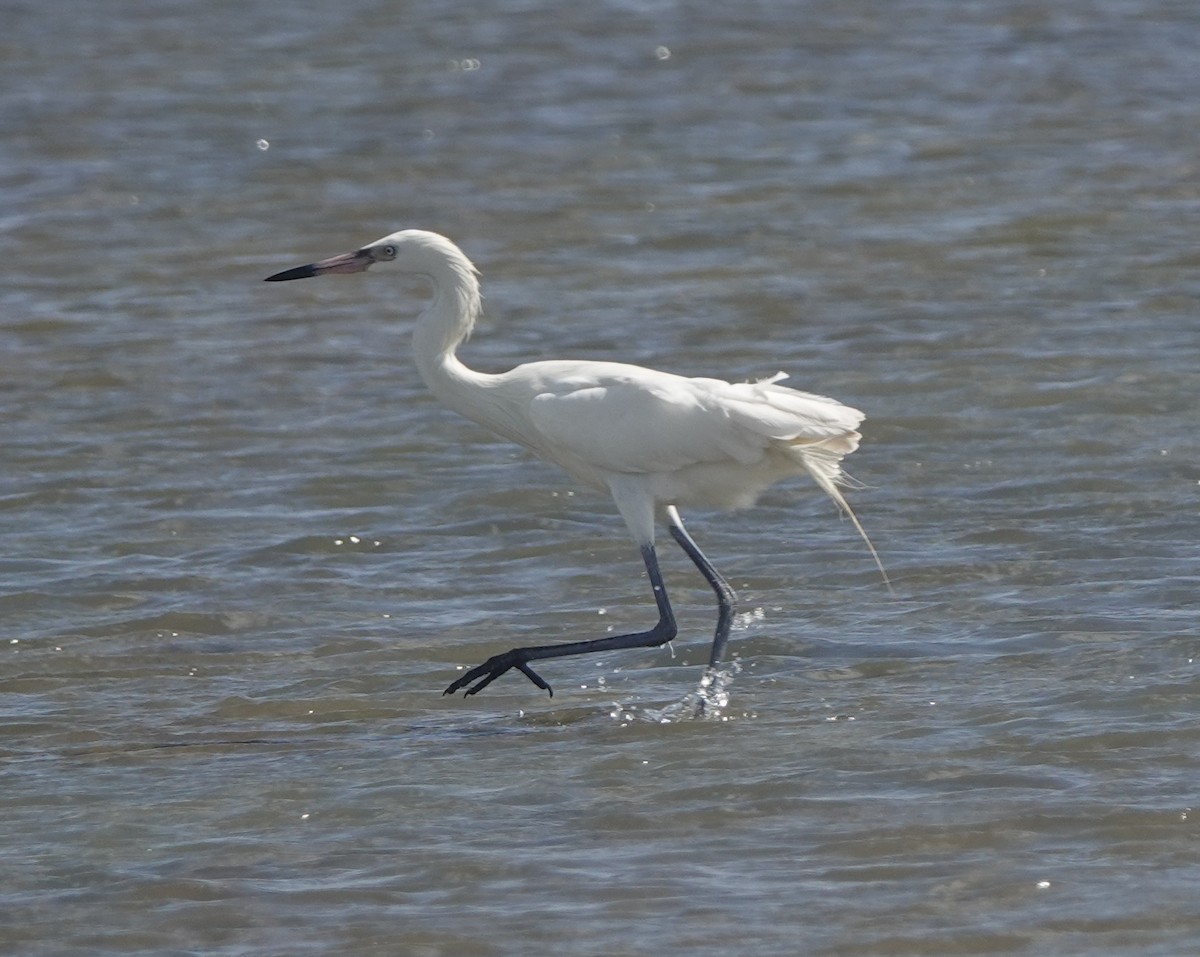 Reddish Egret - ML646317369