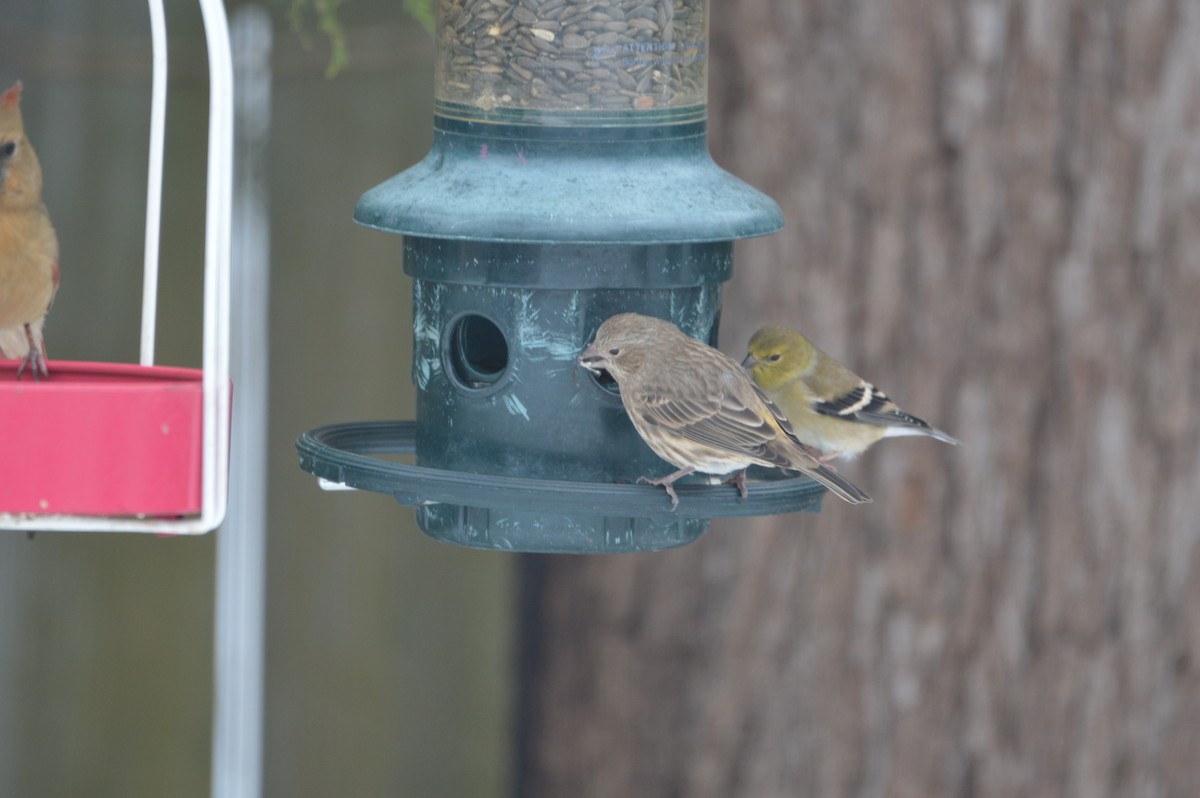 House Finch - ML646317371
