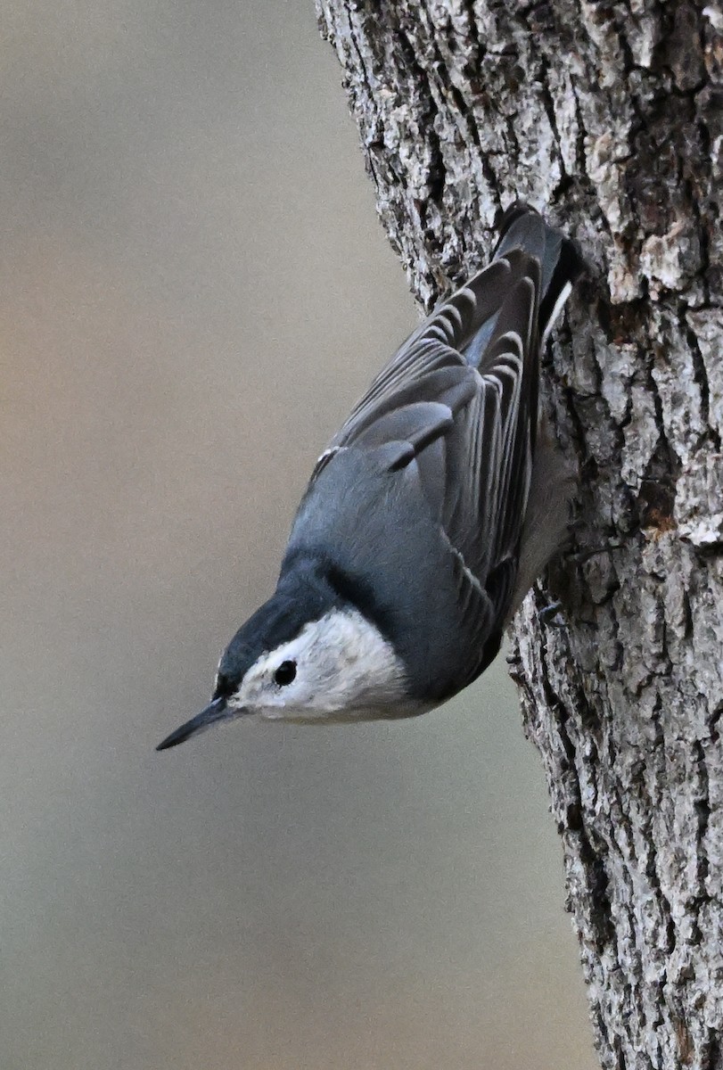 White-breasted Nuthatch - ML646317372