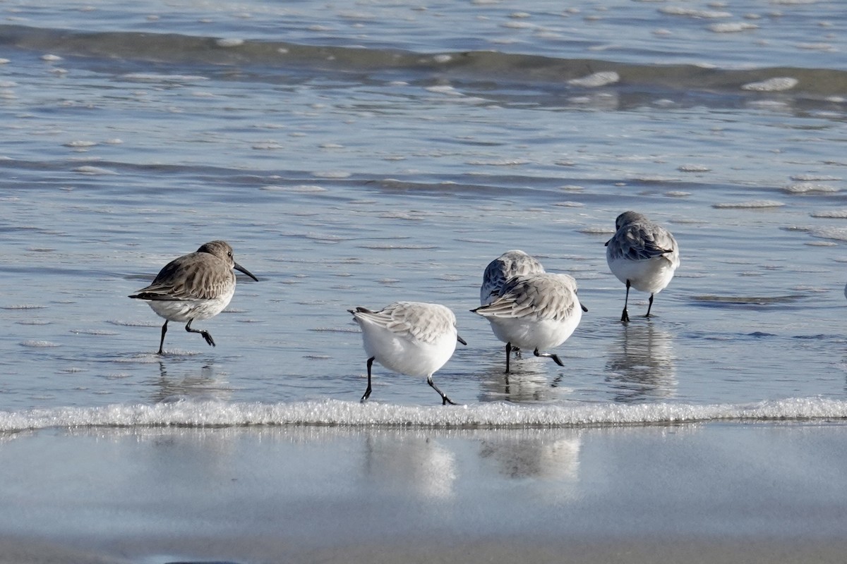 Dunlin - ML646317375