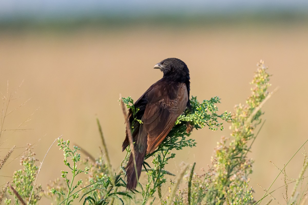 Black Coucal - ML646317376