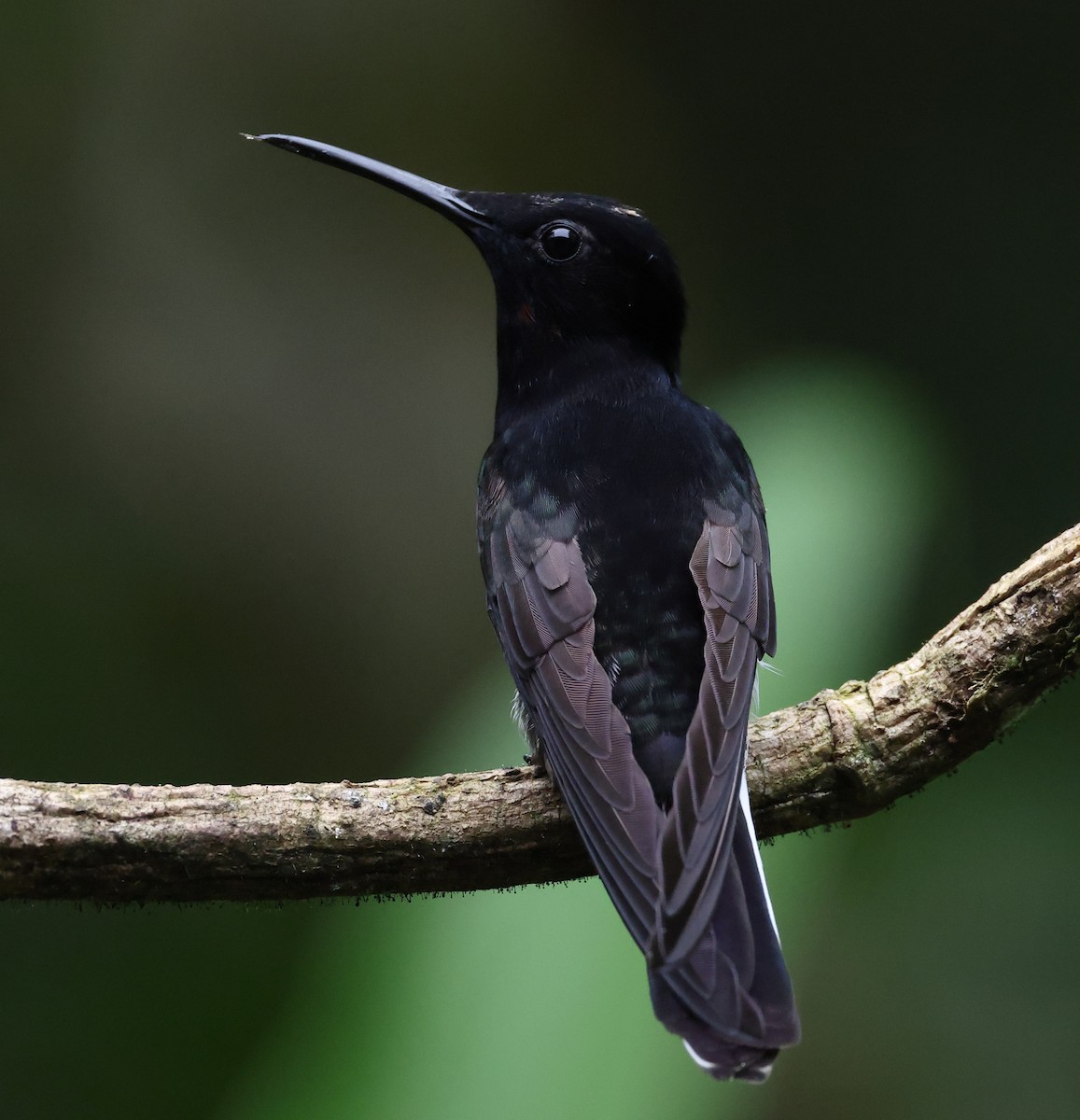 Black Jacobin - ML646317377