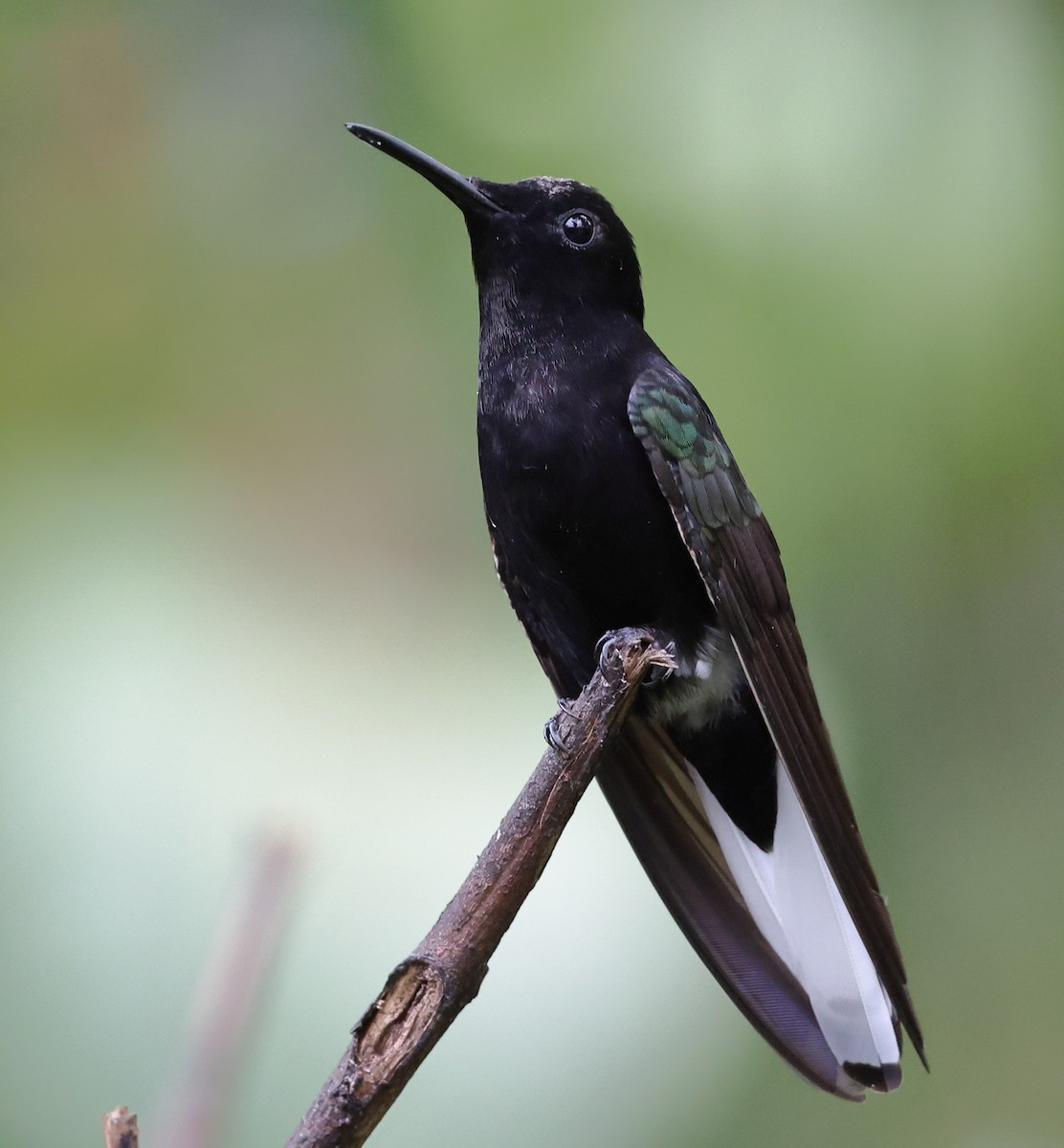 Black Jacobin - ML646317378