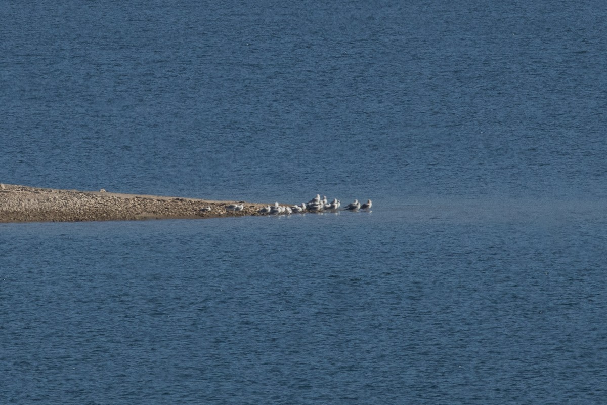 Ring-billed Gull - ML646317379