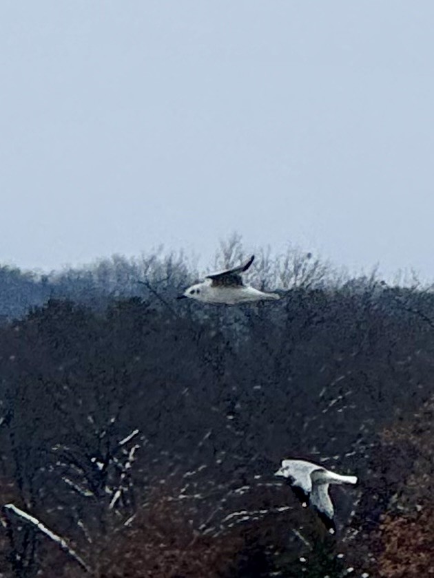 Bonaparte's Gull - ML646317381